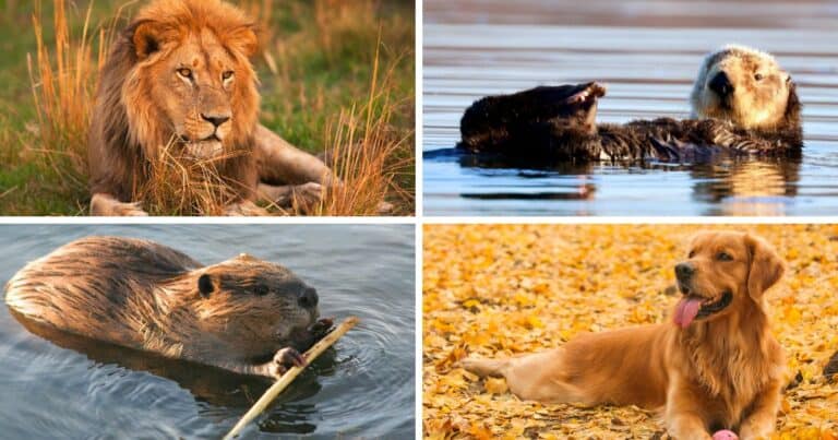 4 Animal Personality Types Test Featured Image with lion, otter, golden retriever and beaver