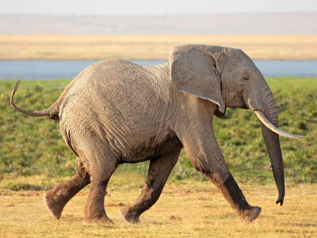 African Elephant running on the savannah