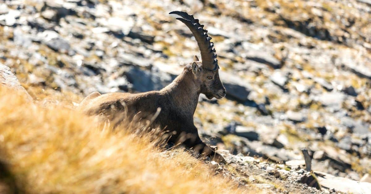 the Alpine ibex is one of the animals in italy you might see in the Italian Dolomites mountains