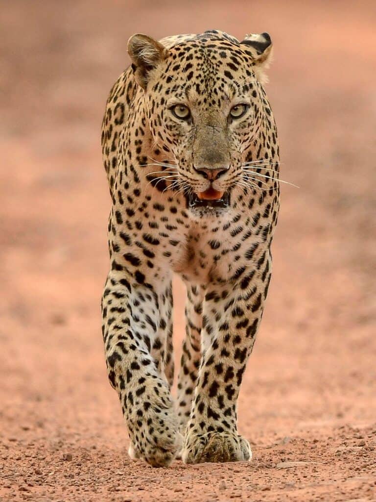 Anatolian Leopard walking (aka persian leopard or Caucasian leopard)