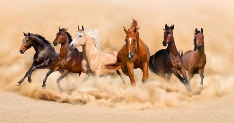 horses are one of the Animals Walking in Circles in the Bible