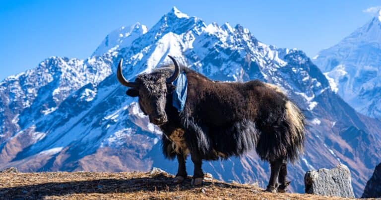 yak on a mountain, just one of the Animals in Nepal mountains you might encounter