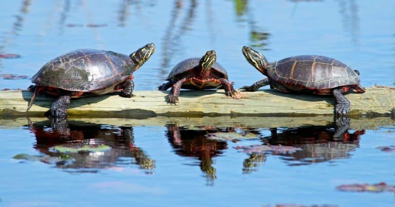 three turtles on a rock should make you wonder, Are turtles social animals?