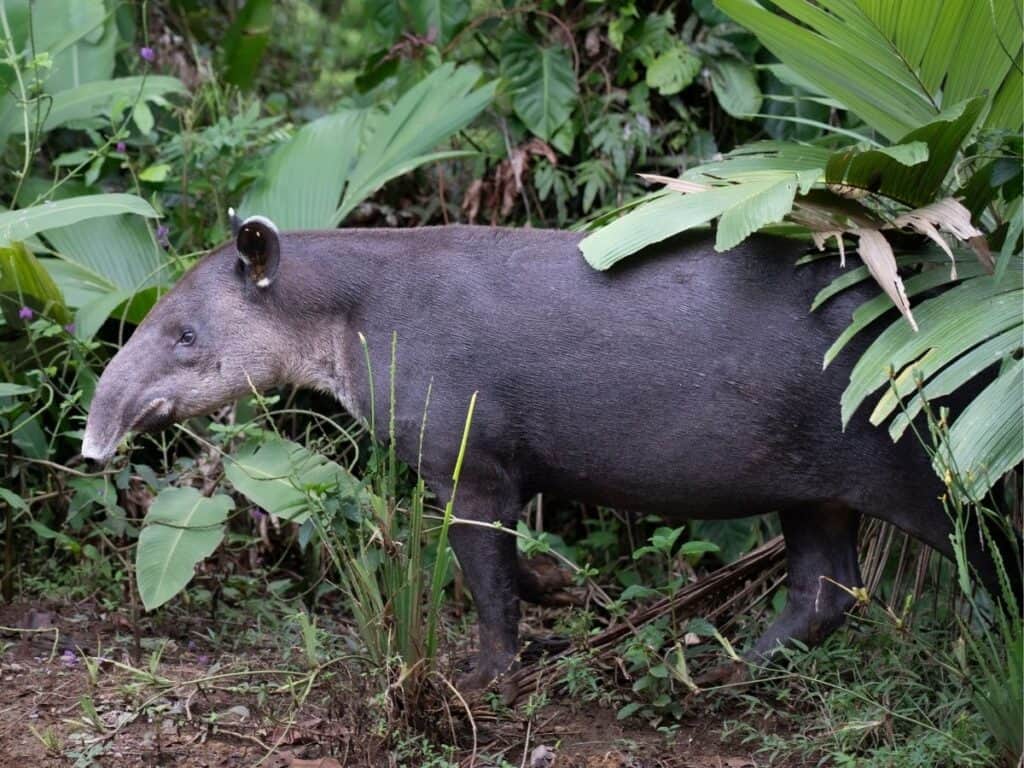 Baird's Tapir