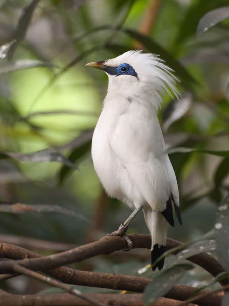 Bali Starling bird