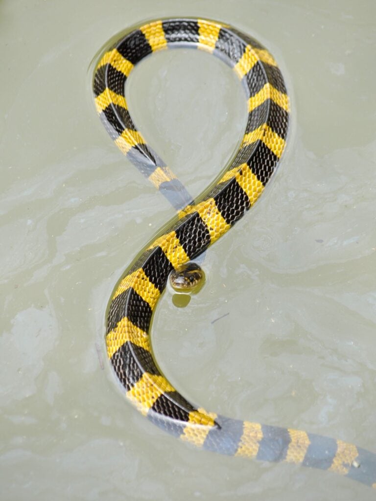 black and yellow Banded Krait snake in water