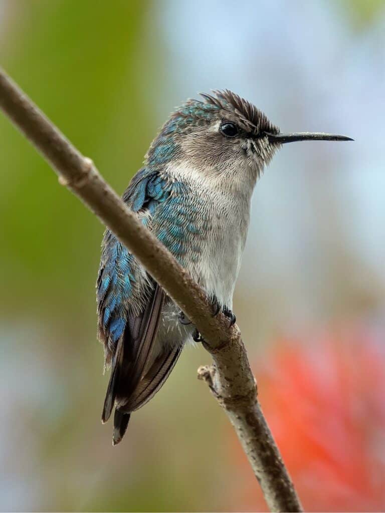 Bee hummingbird (aka Helena hummingbird)