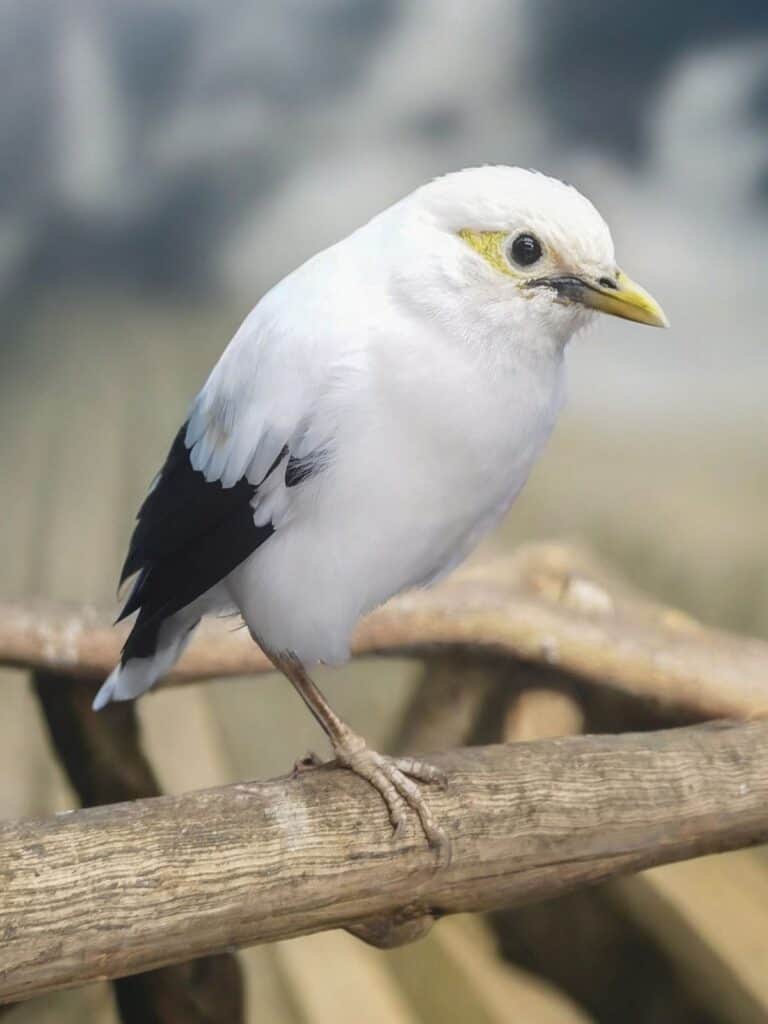 Black-Winged Starling bird on a branch