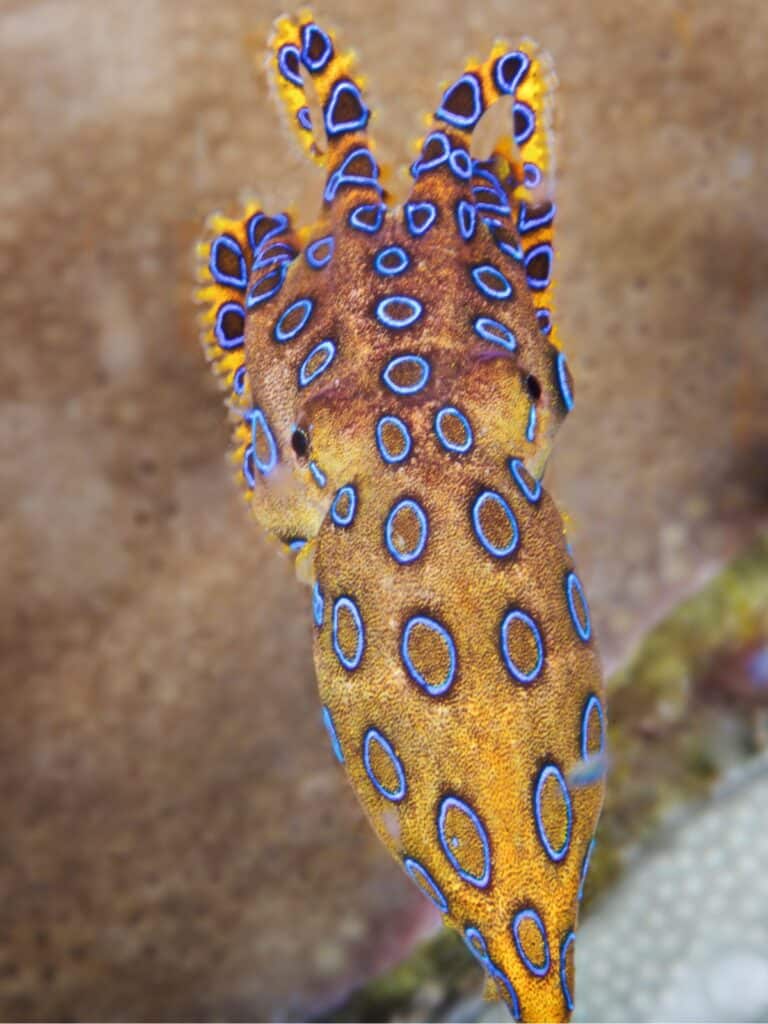 Blue-Ringed Octopus