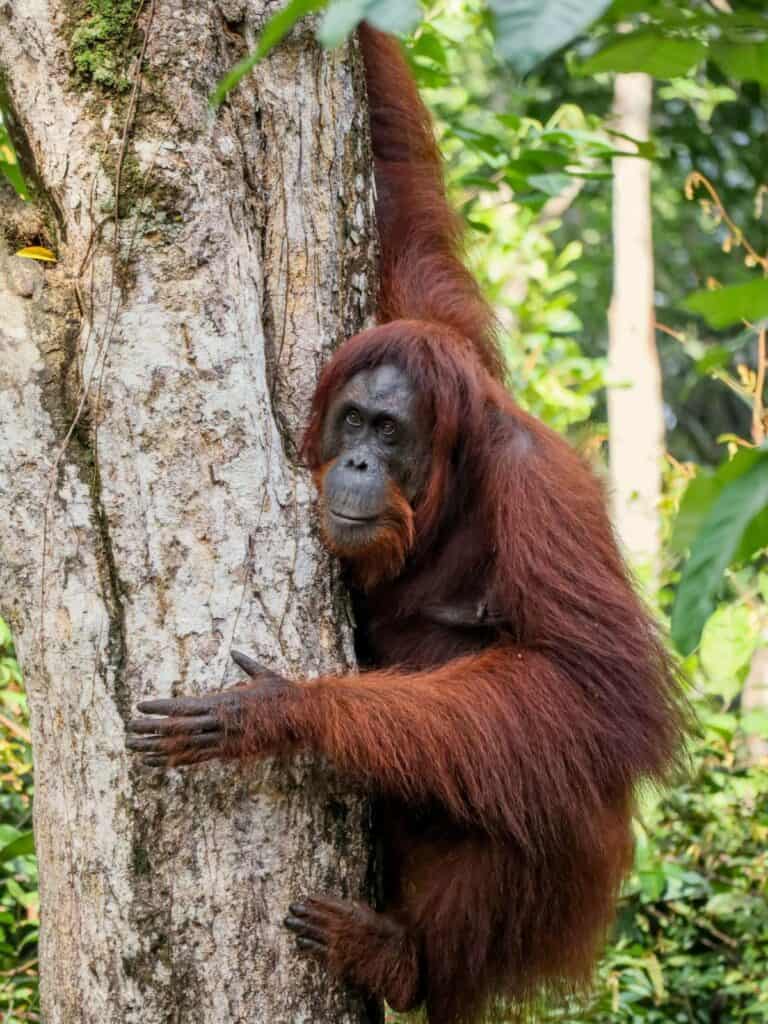 Bornean Orangutan