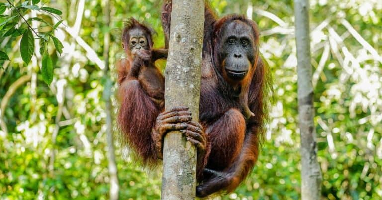 Bornean Orangutans are just two of the animals in Indonesia you might see in the jungles