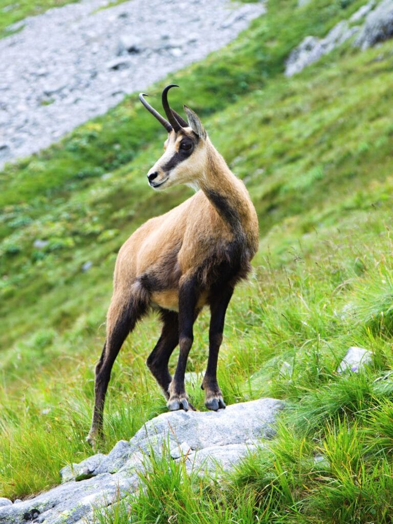 Chamois on a rock