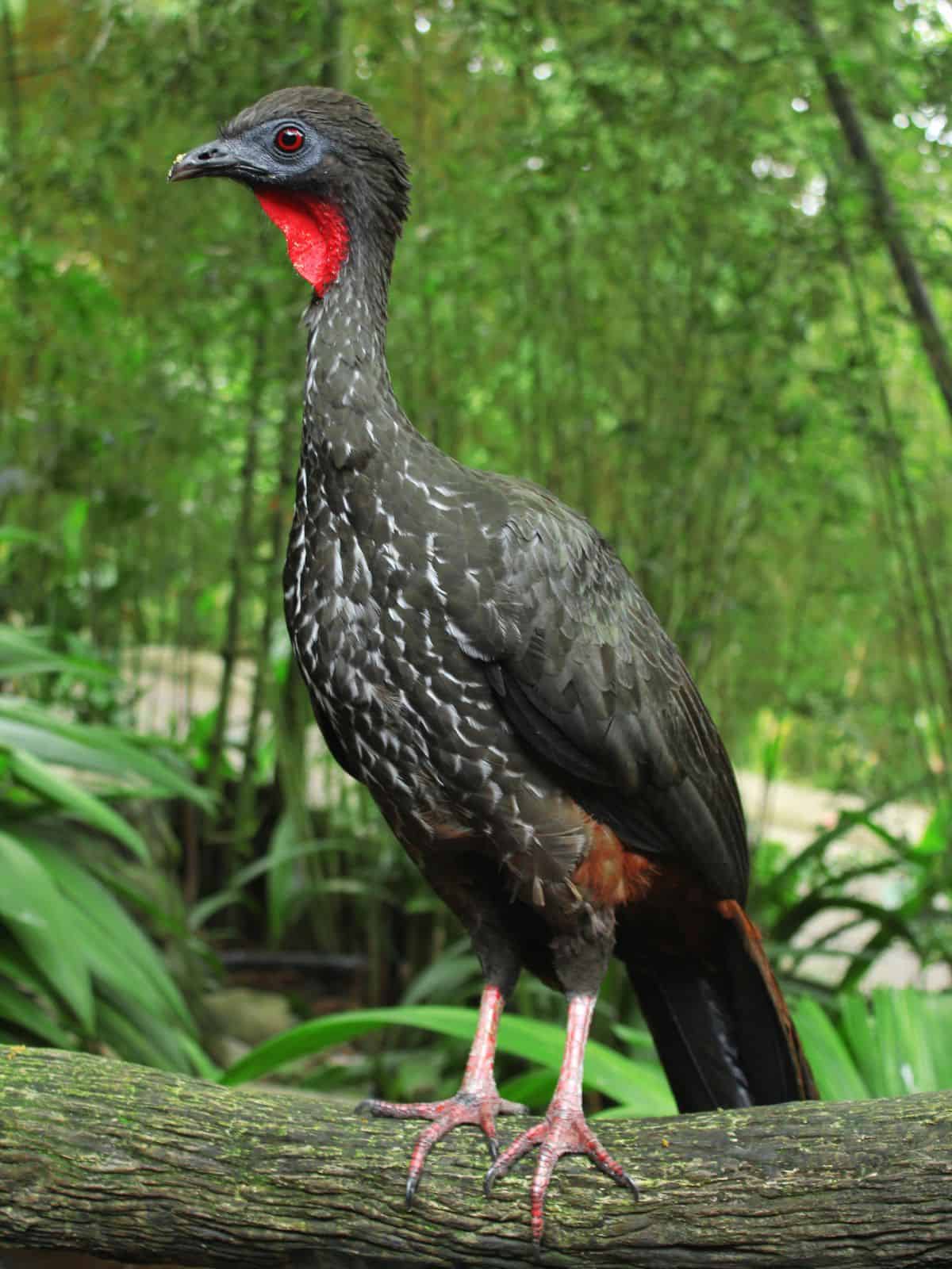 Crested Guan bird