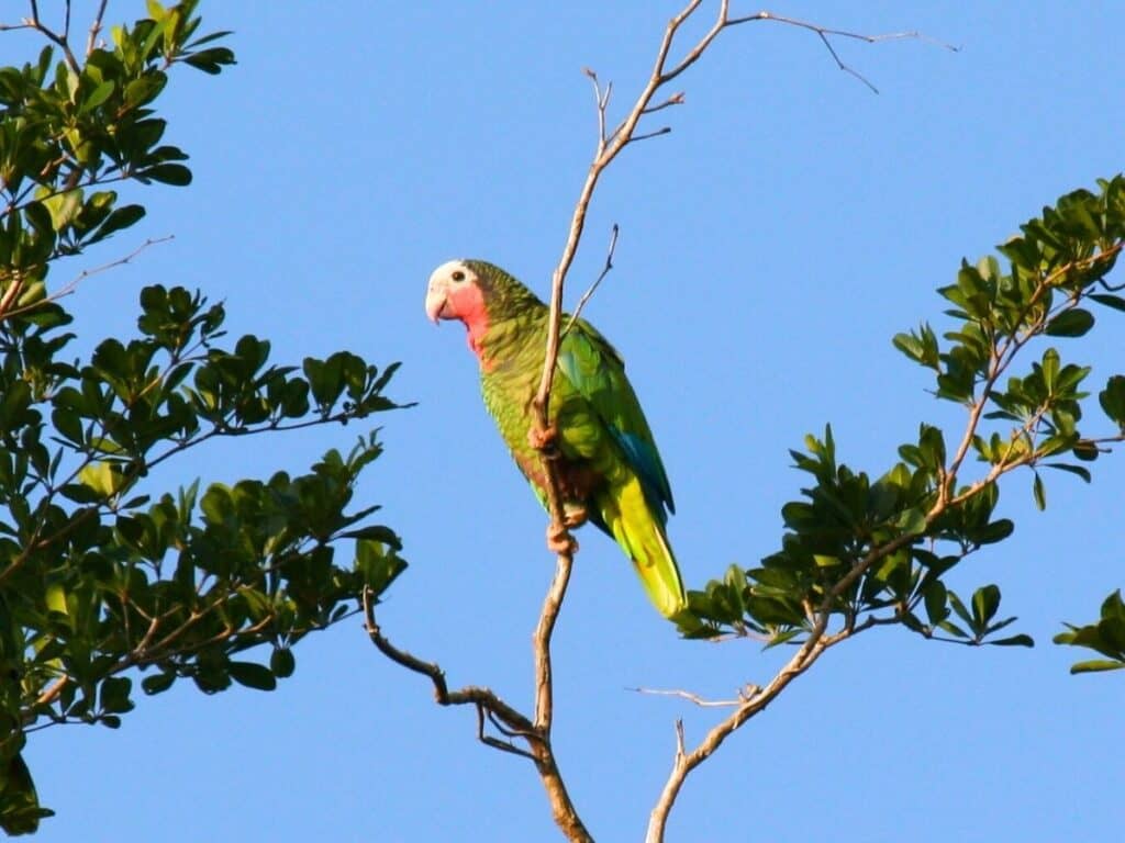 cuban parrot in tree