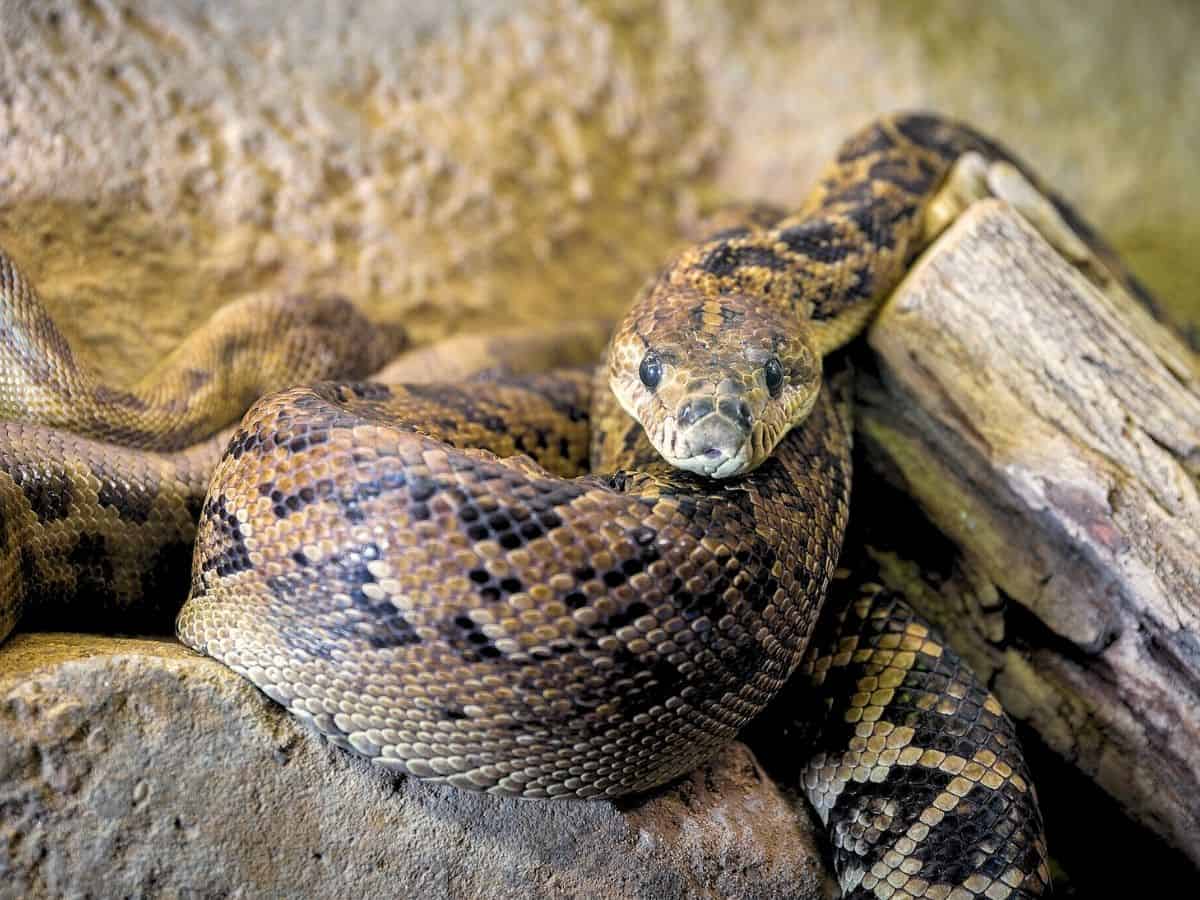 🇨🇺 20 Animals in Cuba You May See When You Visit This Caribbean Island ...