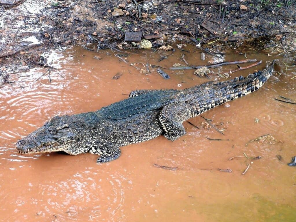 Cuban Crocodile