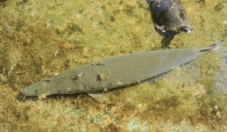 Cuban Fish Types 🇨🇺 20 Animals in Cuba You May See When You Visit This Caribbean Island ...