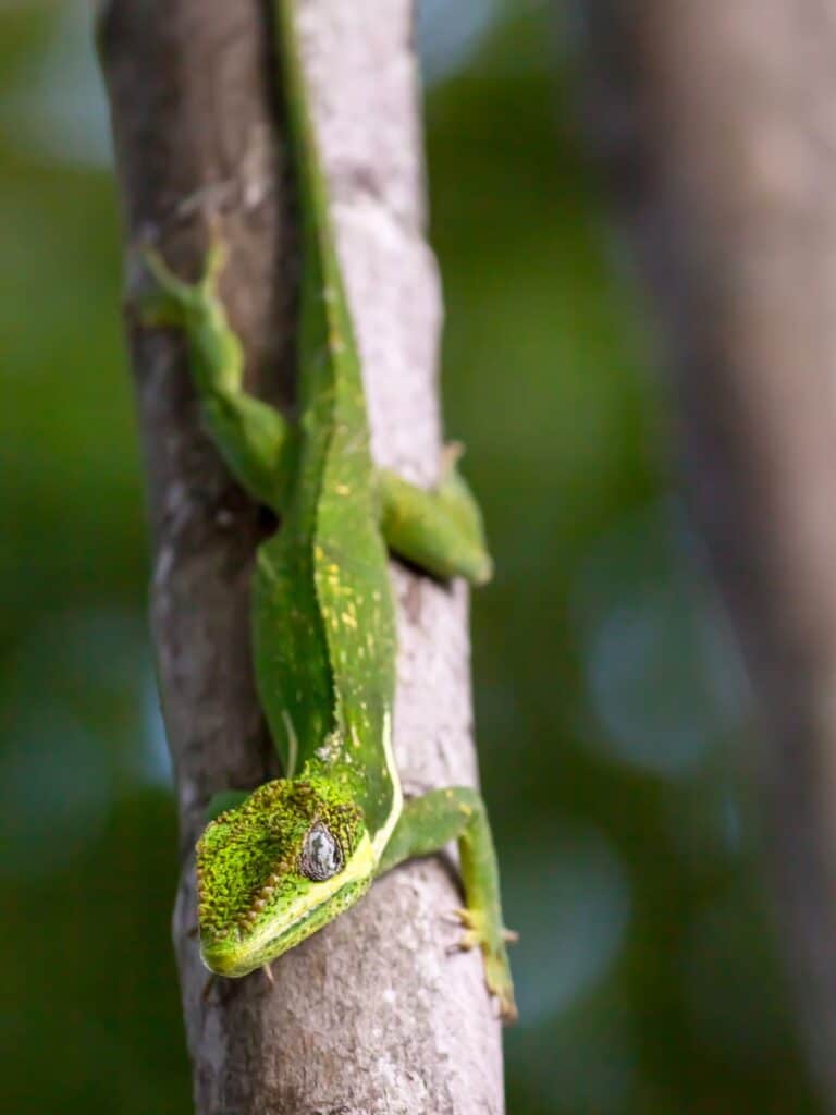 Cuban Knight Anole lizard on a tree branch