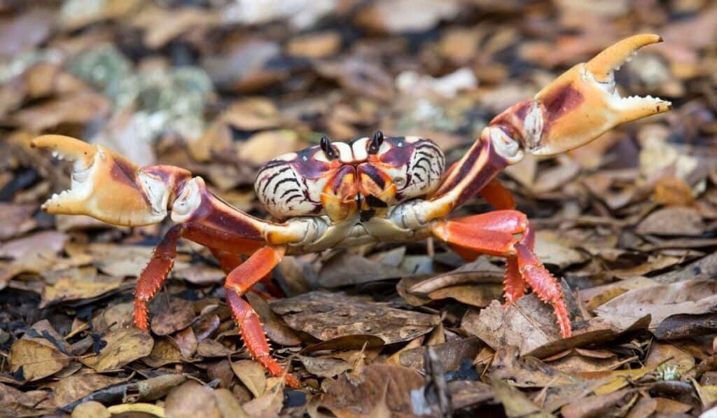 Cuban Land Crab