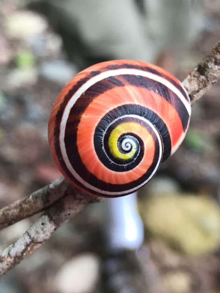 Cuban painted snail (aka painted tree snail)