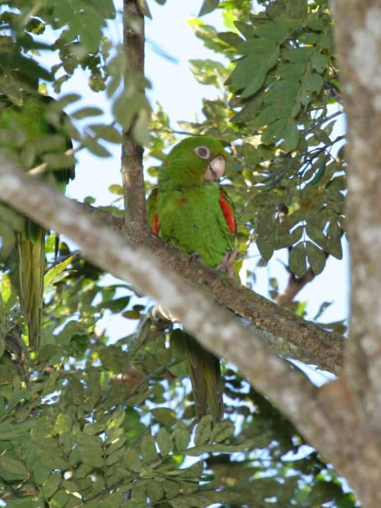 Cuban Parakeet in tree
