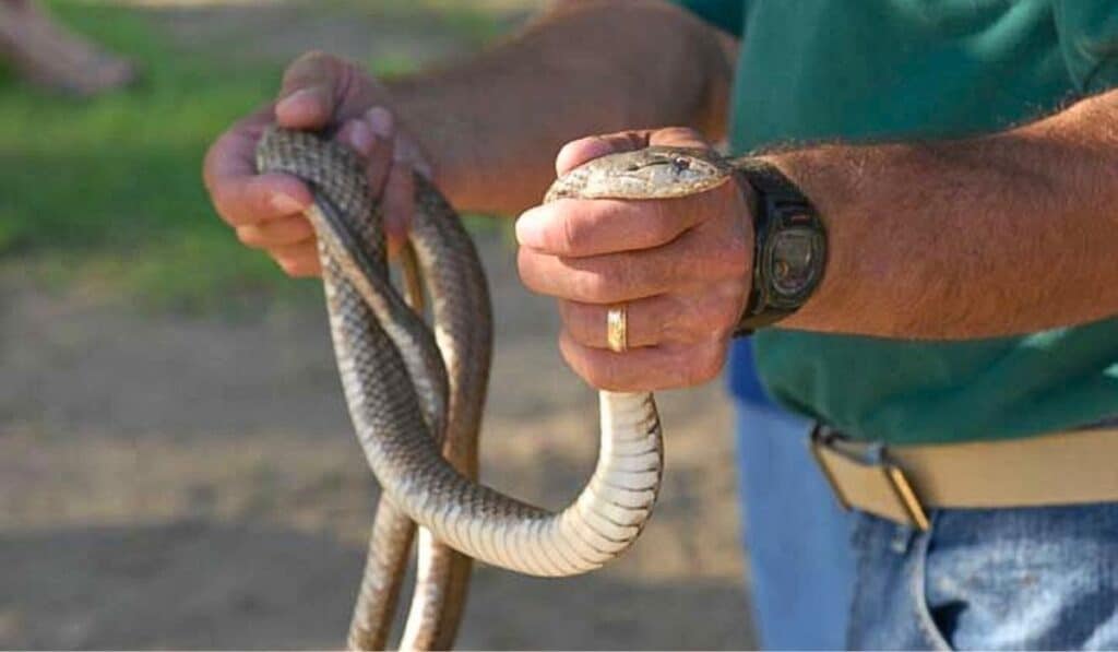man holding a Cuban Racer snake