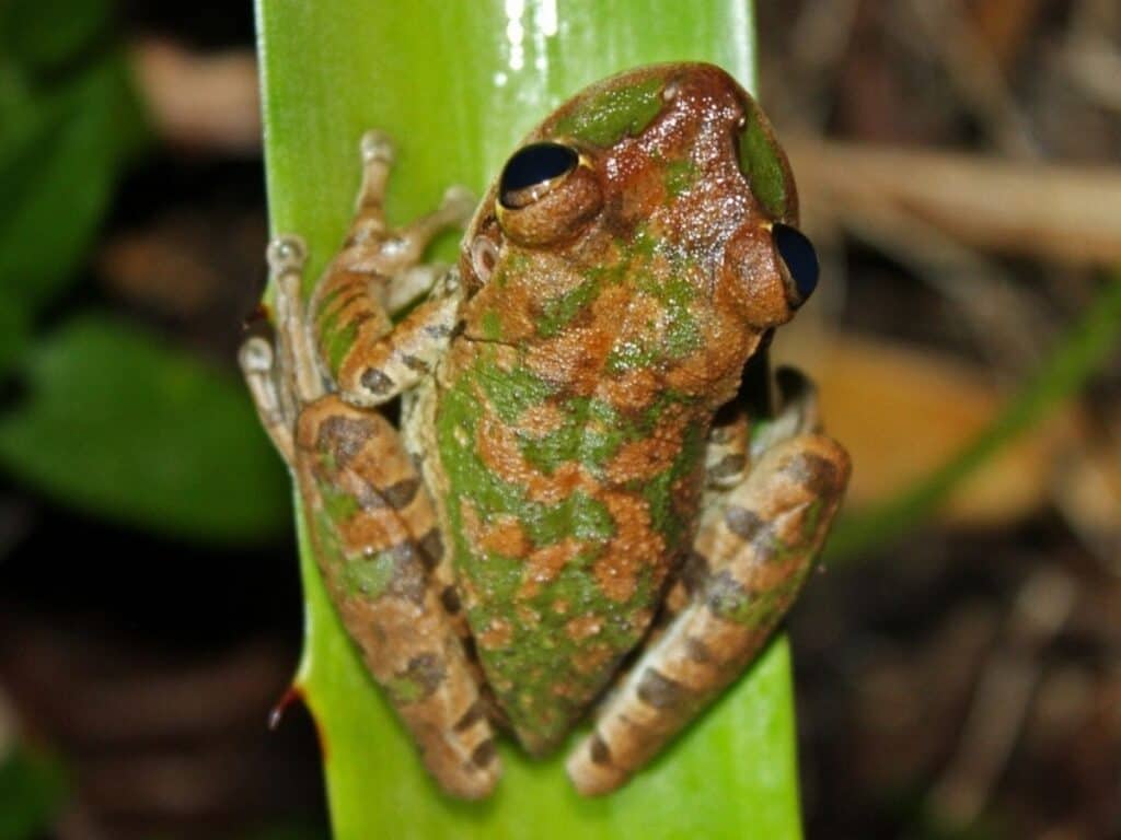 Cuban Tree Frog