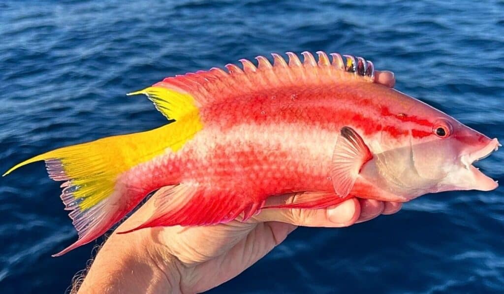 Cuban hogfish (aka spotfin hogfish)