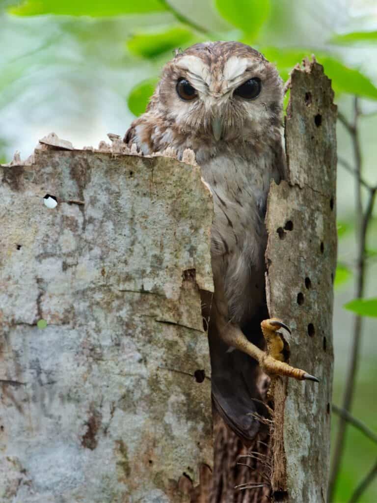 Cuban screech owl in a tree (aka bare-legged owl or Cuban bare-legged owl)