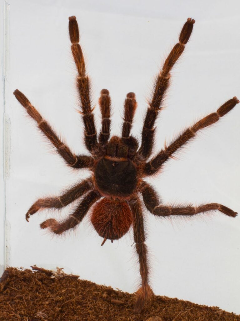 Cuban Tarantula