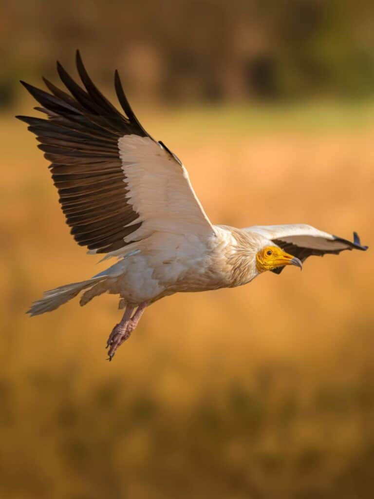 Egyptian Vulture in flight