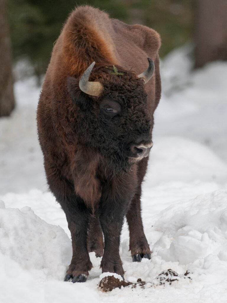 european bison walking through the snow