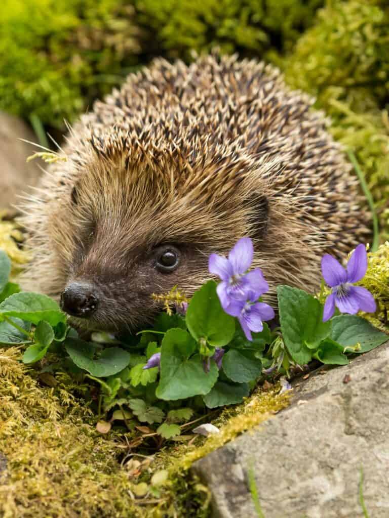 European Hedgehog