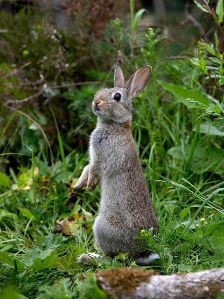 European Rabbit