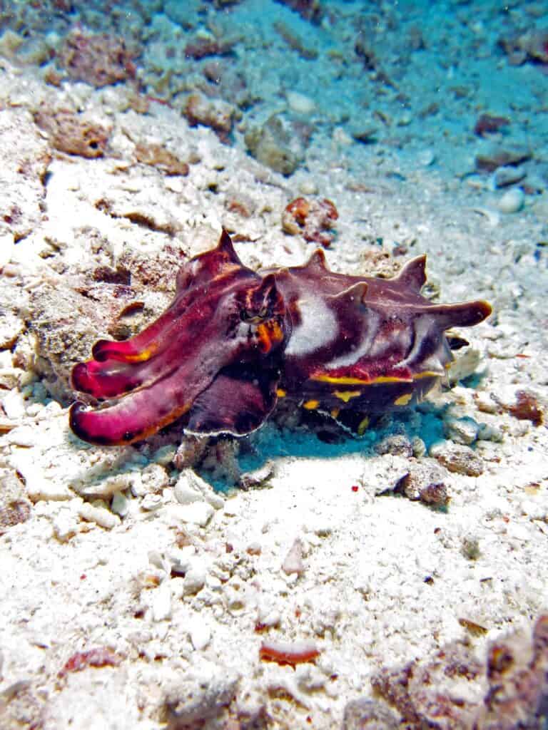colorful Flamboyant Cuttlefish in the sea