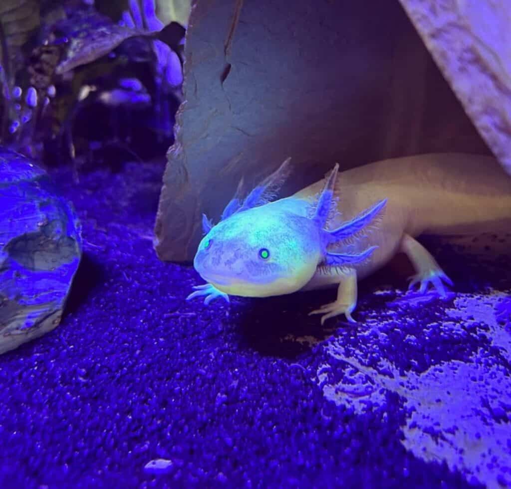 bioluminescent GFP axolotl glowing in the dark