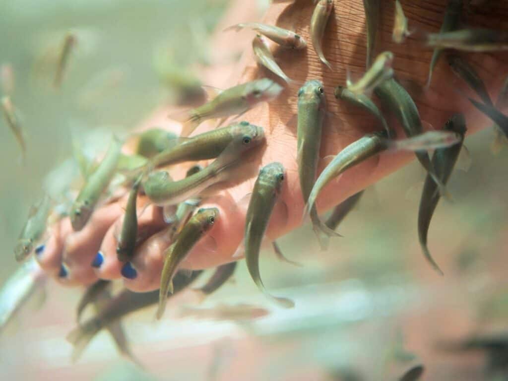 Garra Rufa (Doctor Fish) nibbling on someone's feet