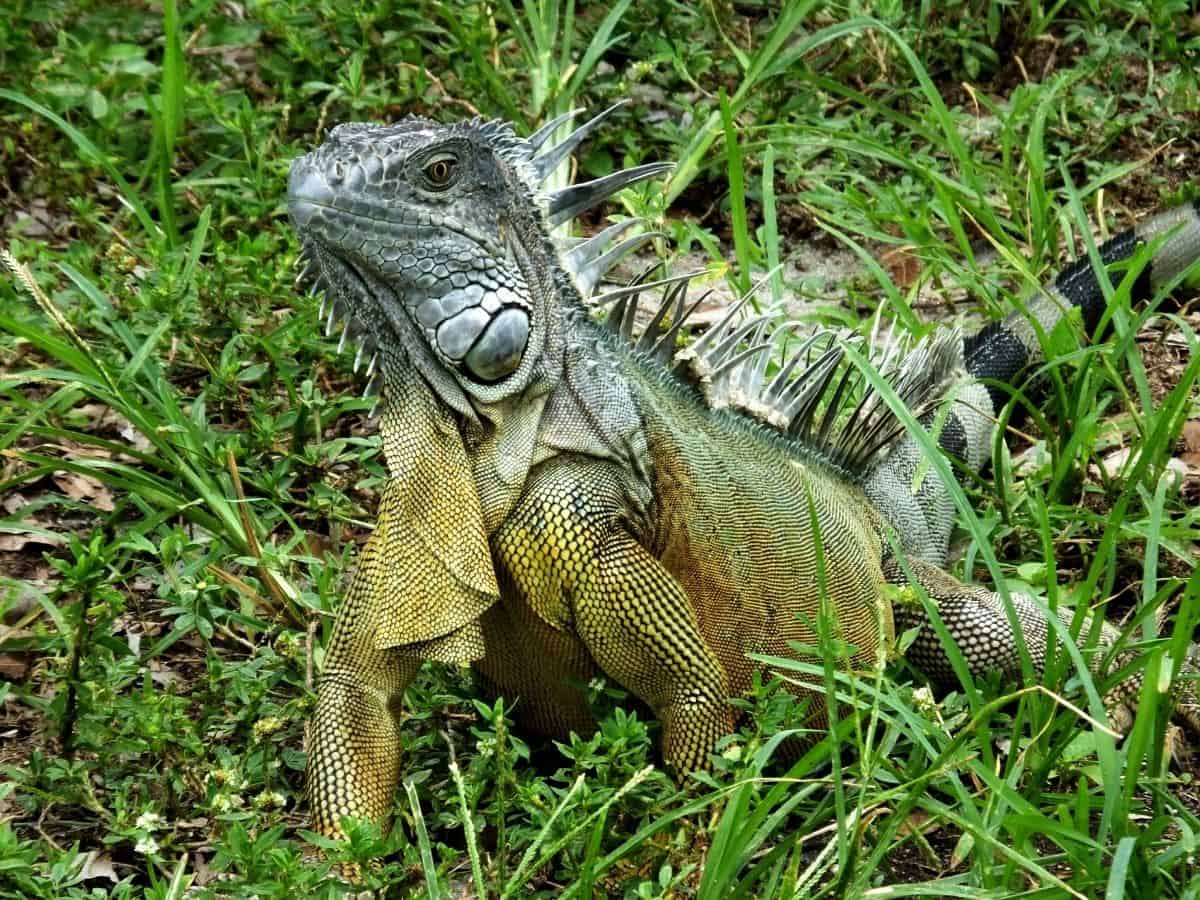 Green Iguana in the grass
