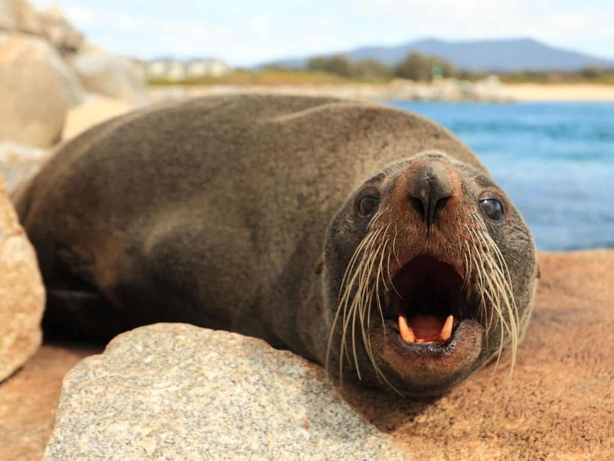 Guadalupe Fur Seal