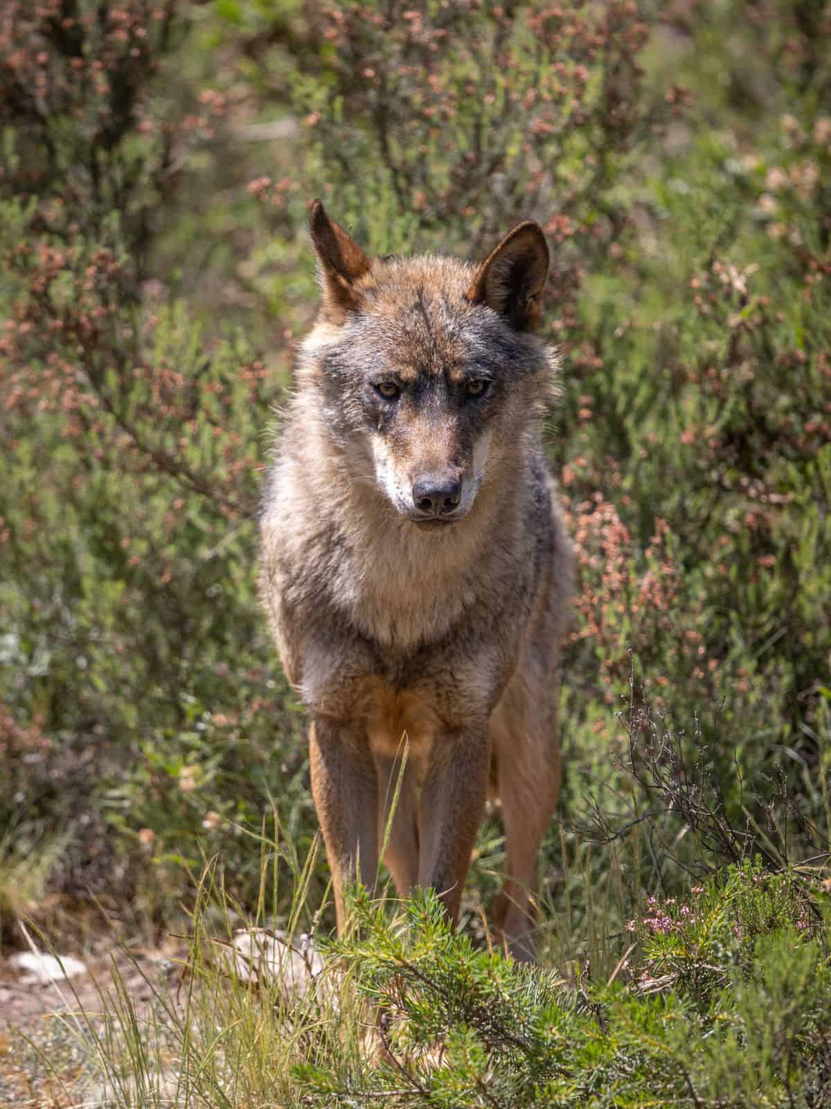 Iberian Wolf