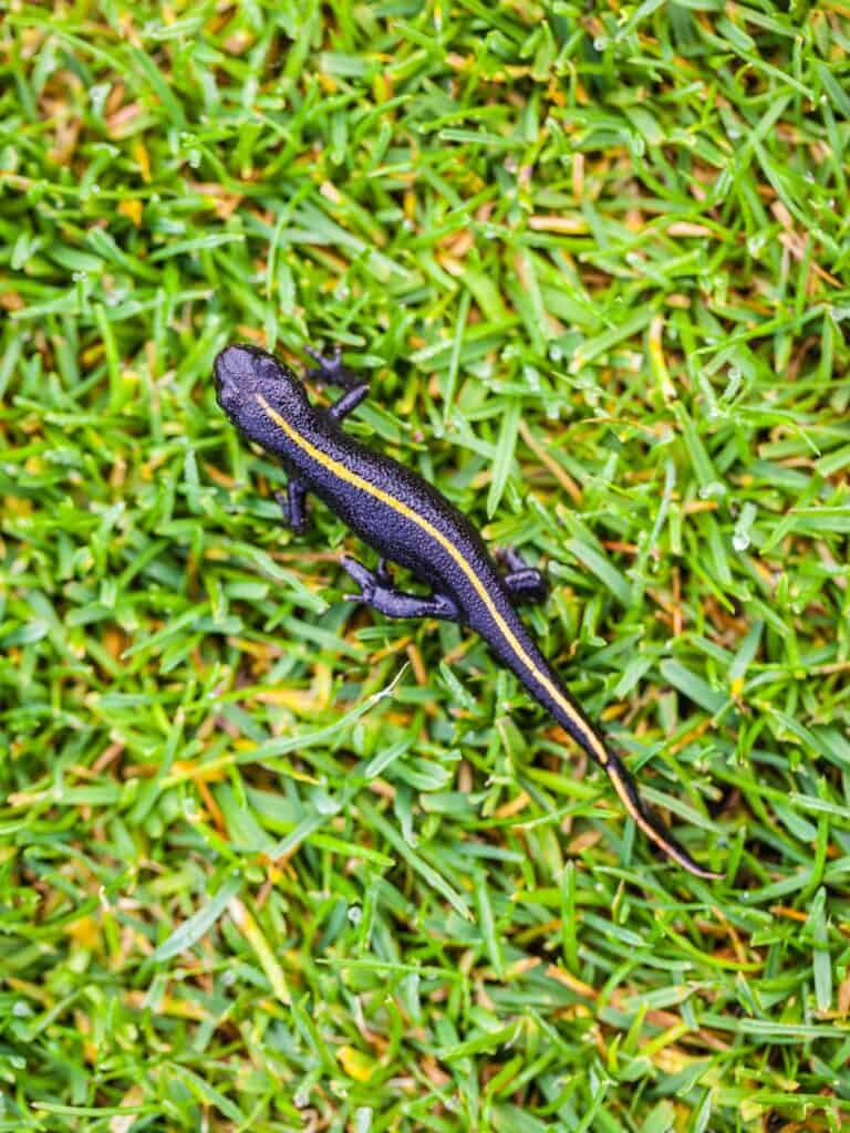 Italian Crested Newt black lizard with yellow stripe going down its back