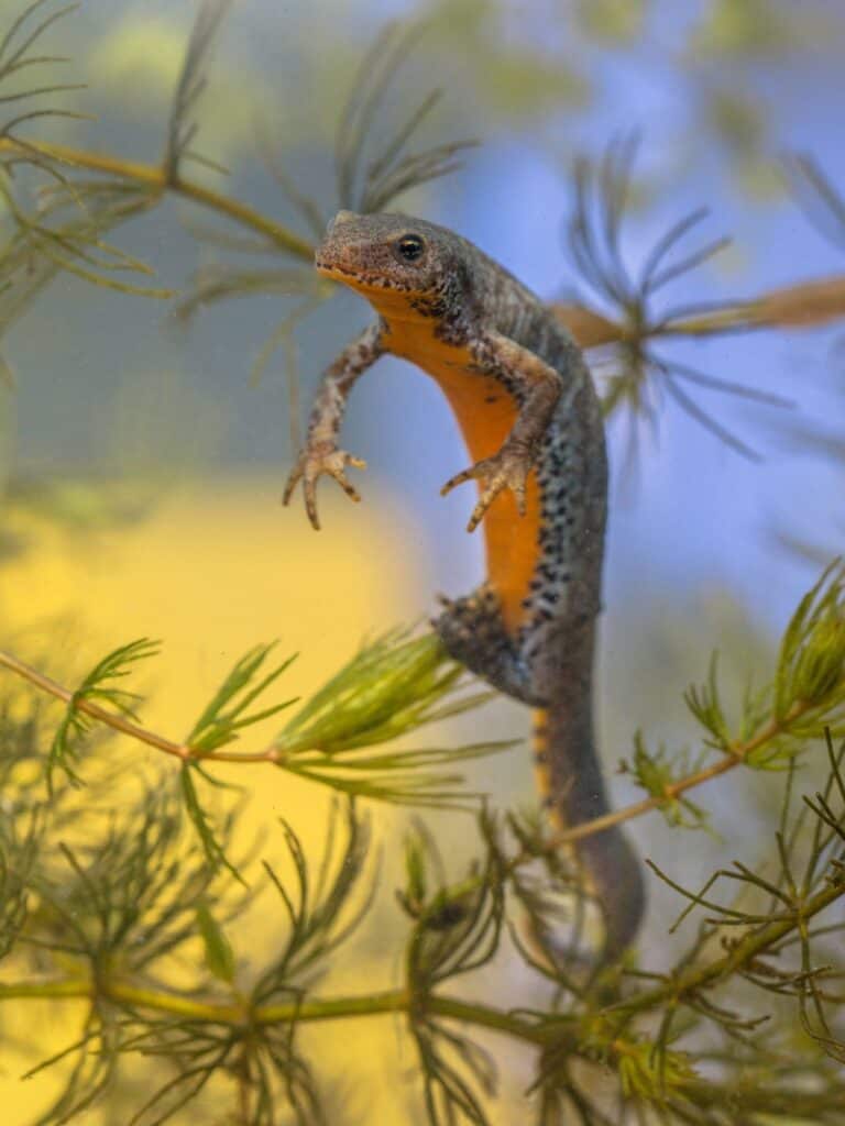 Japanese Fire-Bellied Newt lizard in water