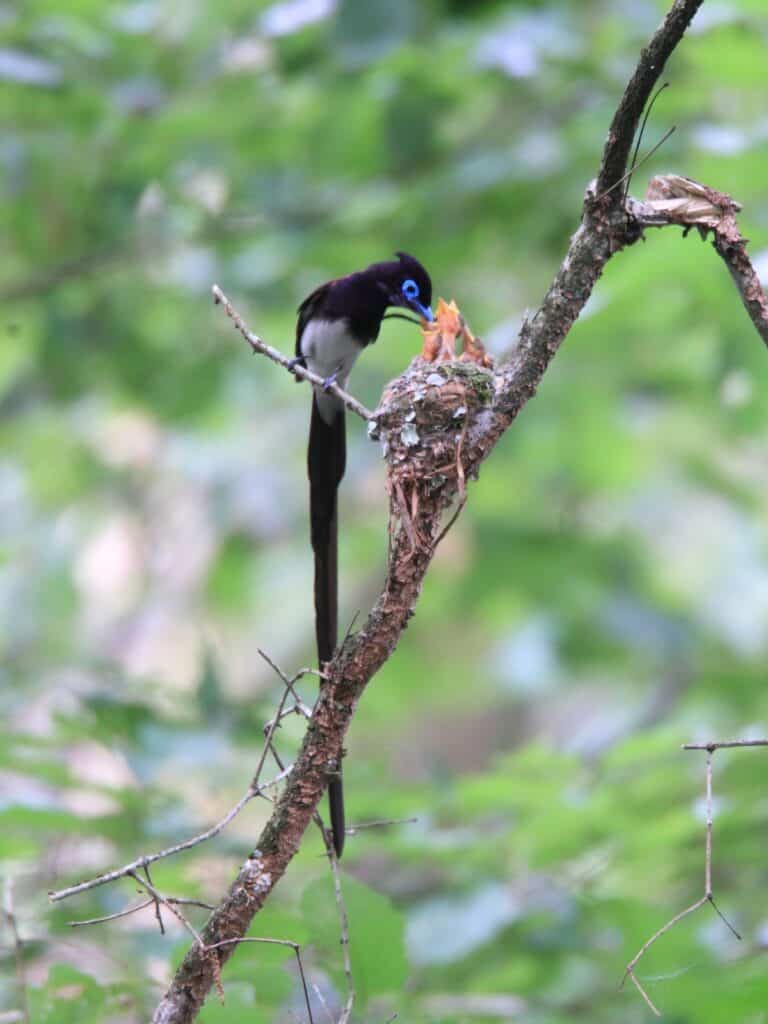 Japanese paradise flycatcher bird in its nest with babies