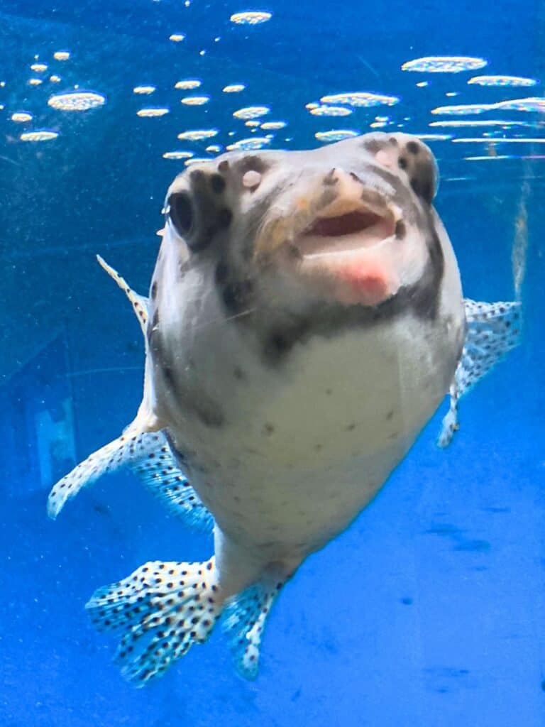 Japanese Pufferfish (Fugu)