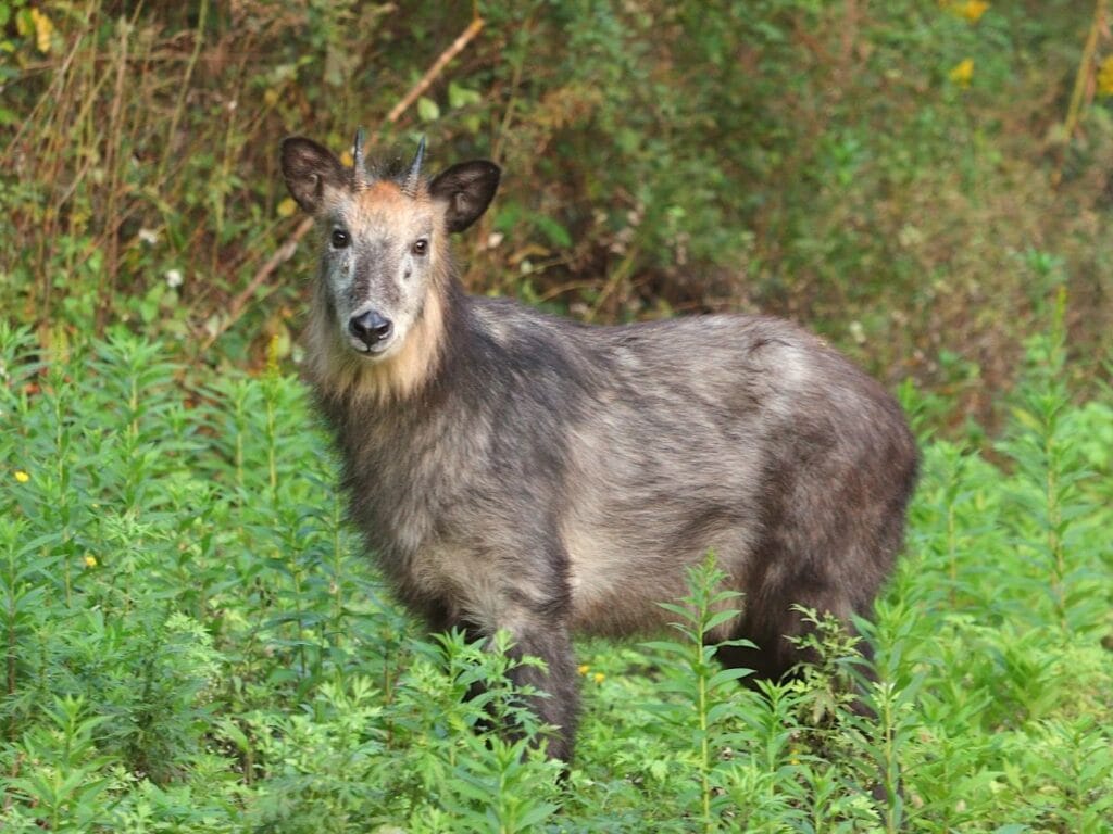 Japanese Serow goat-antelope