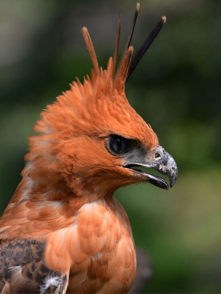 🇮🇩 20 Unique Animals in Indonesia You Might See When You Visit (#17 is ...