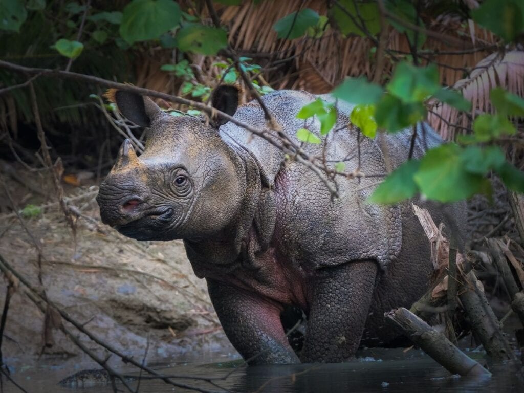 Native Java Animals 🇮🇩 20 Unique Animals in Indonesia You Might See When You Visit (#17 is ...