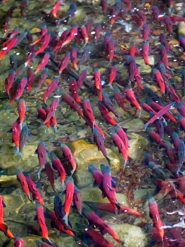 Kokanee salmon spawn