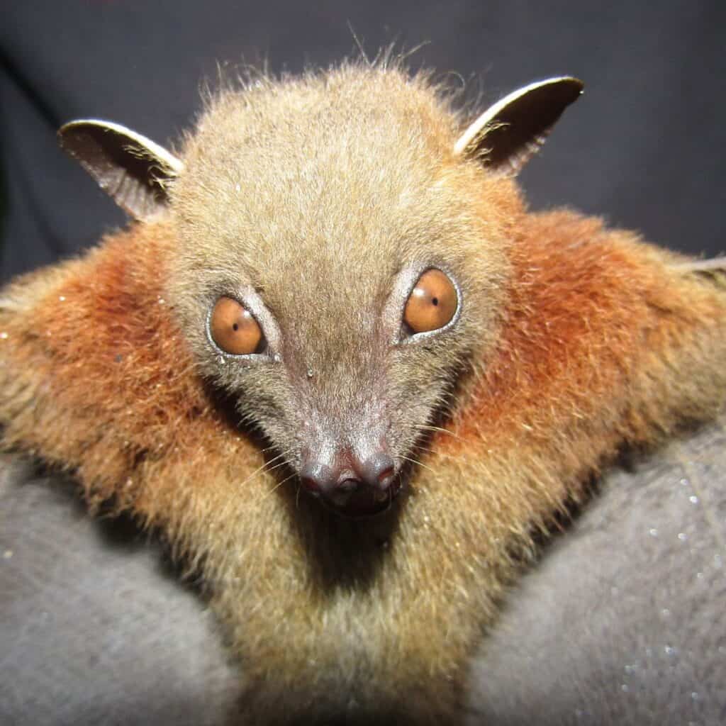 Lesser Dog-Faced Fruit Bat