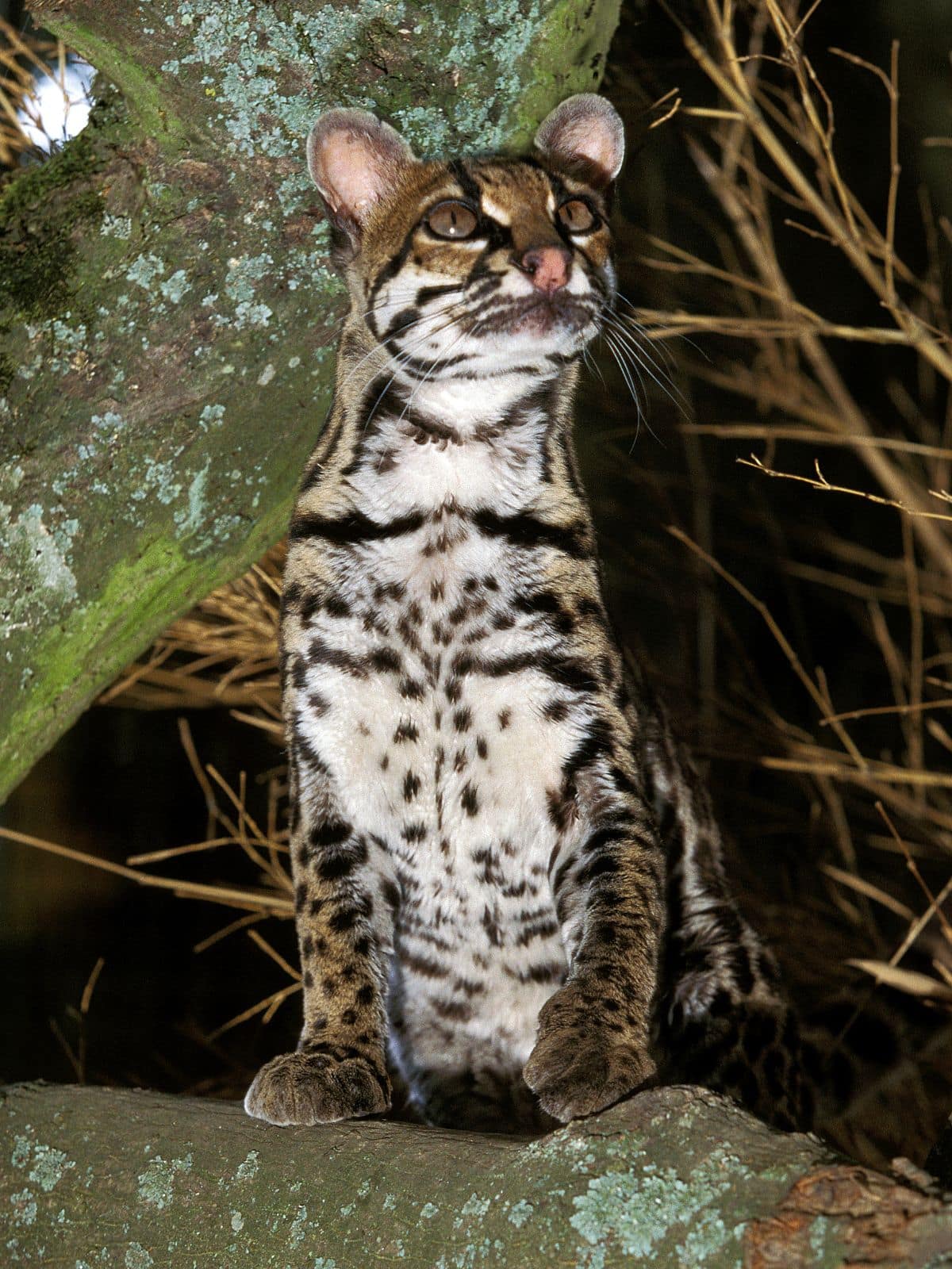 Margay cat